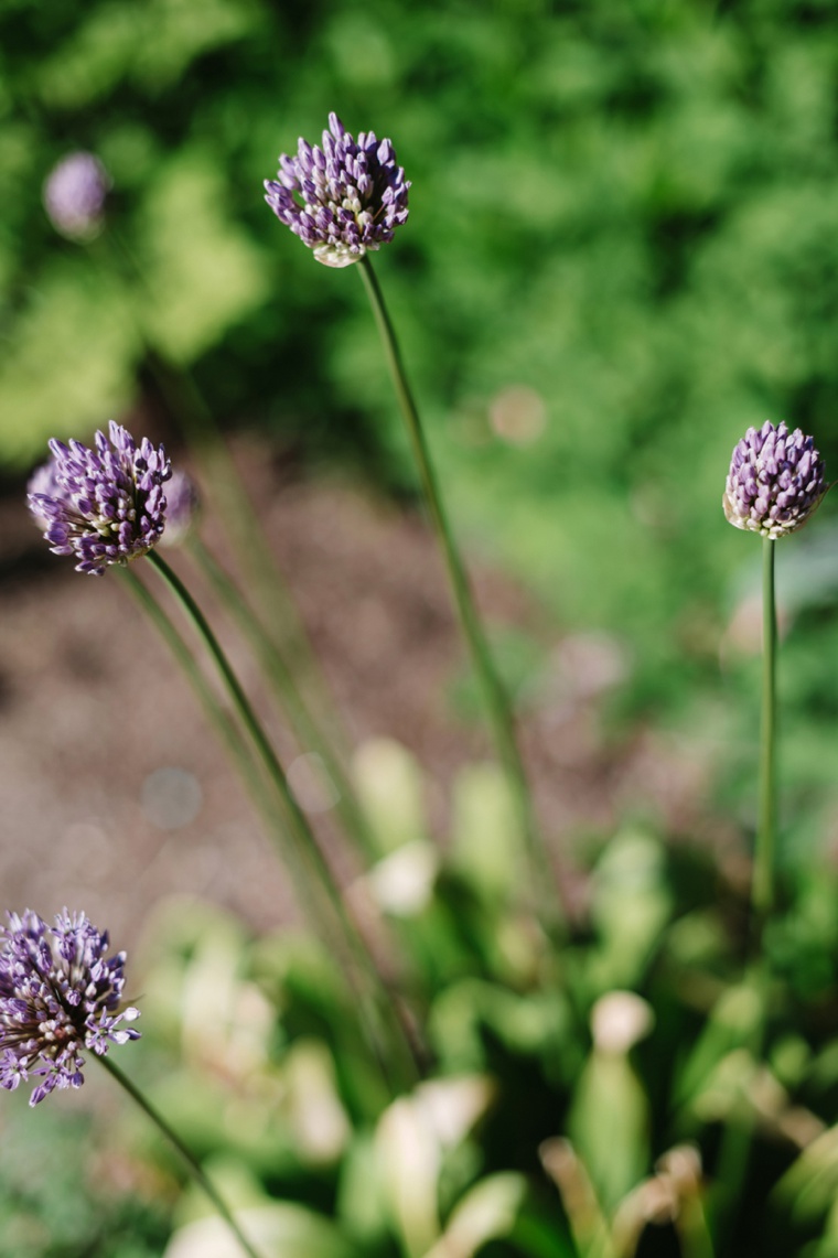 An Elegant Chicago Botanic Garden Wedding via TheELD.com