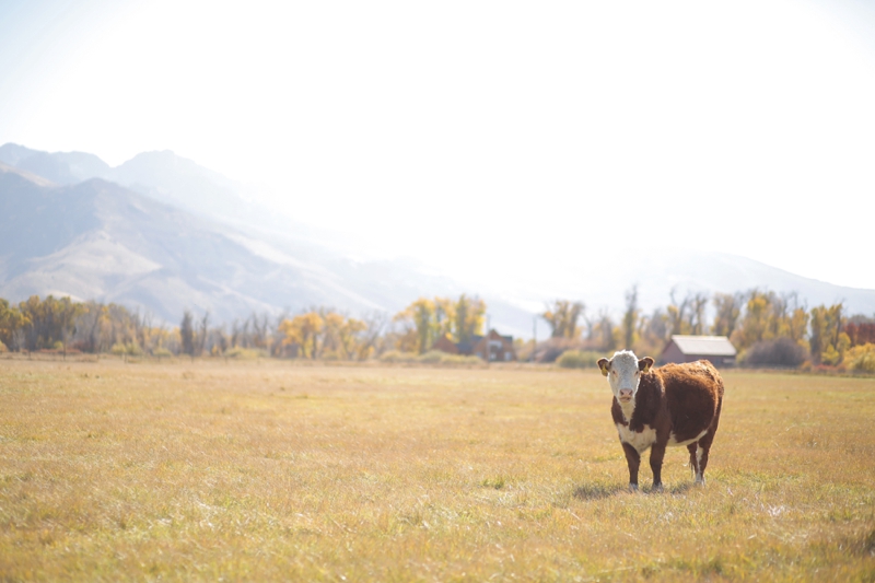 An Elegant & Rustic Nevada Wedding via TheELD.com