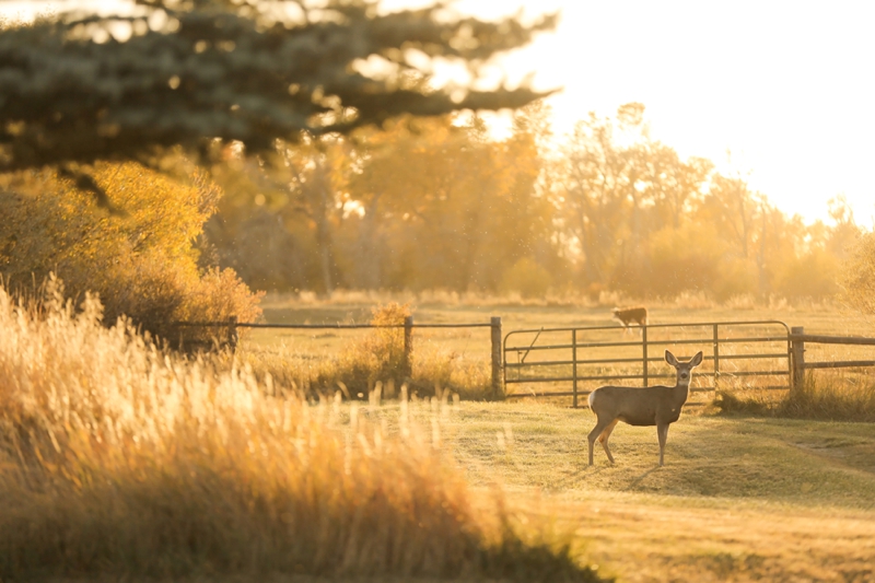 An Elegant & Rustic Nevada Wedding via TheELD.com