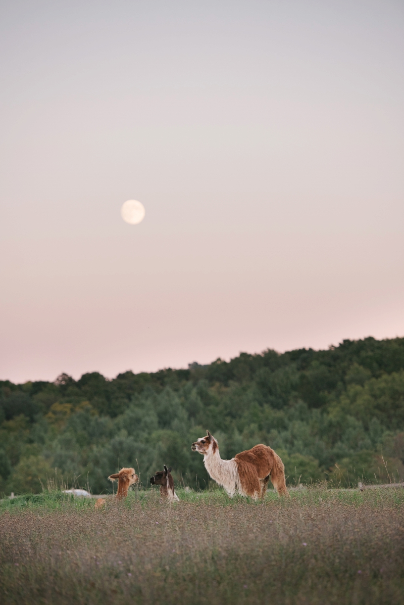 Vintage Rustic Michigan Wedding at Snow Moon Ranch via TheELD.com