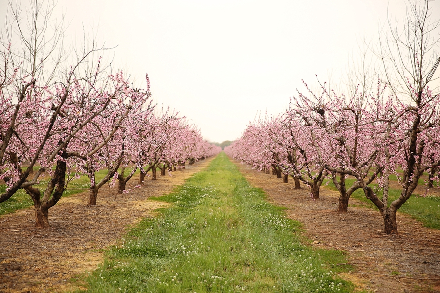 Peach Inspired Southern Wedding Ideas | Every Last Detail