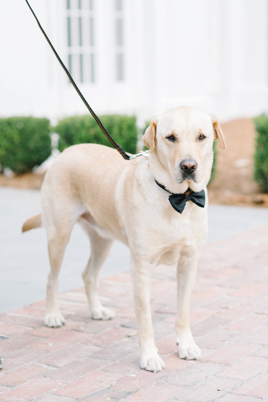 A White and Teal Southern Charleston Wedding via TheELD.com