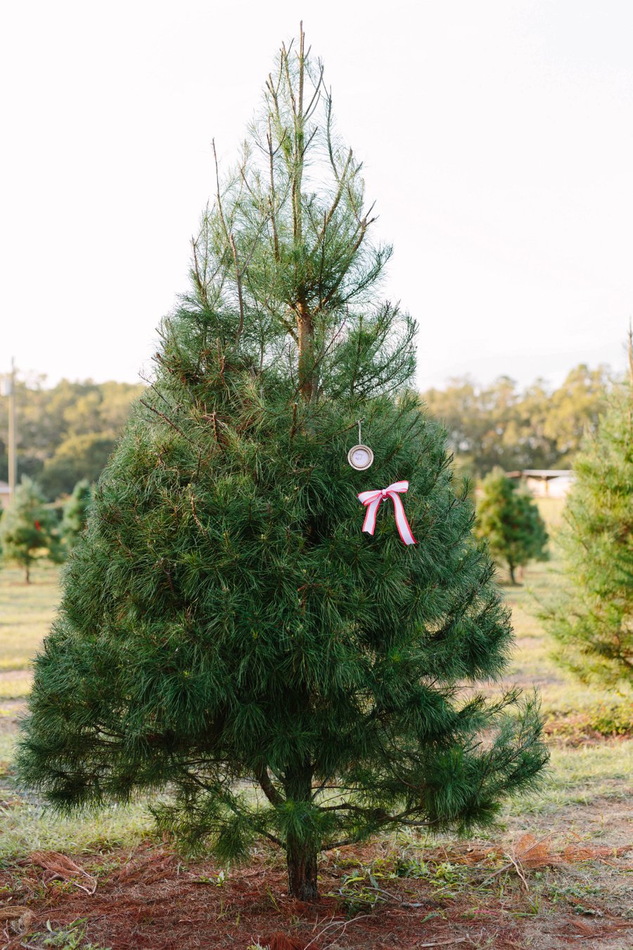 Christmas Tree Farm Surprise Proposal via TheELD.com