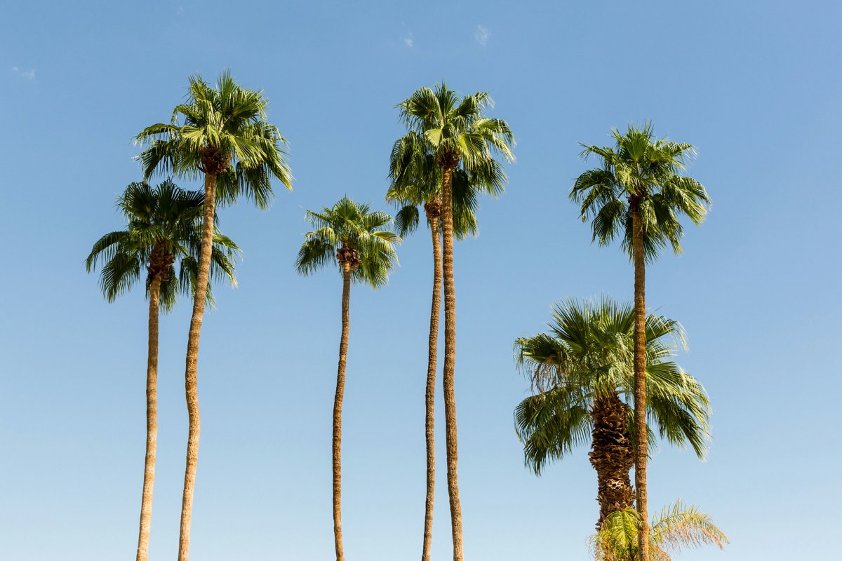 Vibrant Jungle Inspired Palm Springs Wedding via TheELD.com